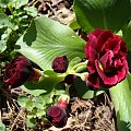 Primula auricula 'Crimson Glow'.