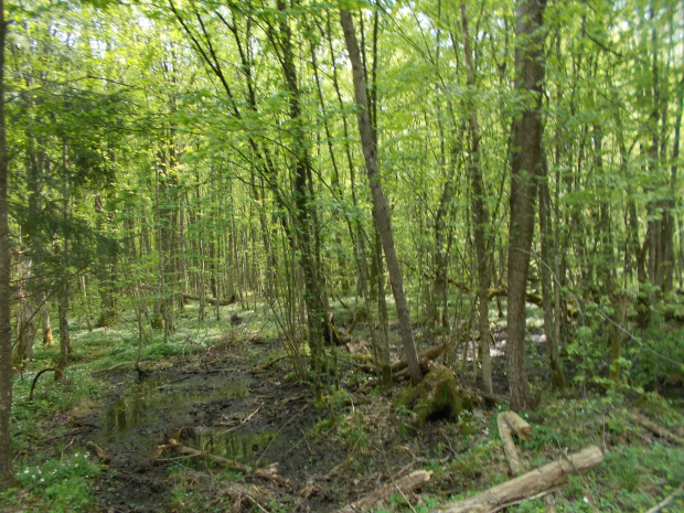 Białowieża-Hajnówka.