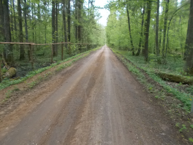 Białowieża-Hajnówka. Długa, bardzo długa prosta w pięknych okolicznościach przyrody do Hajnówki