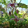 Epimedium 'Enchantress'