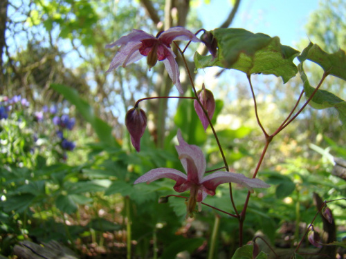 Epimedium 'Enchantress'