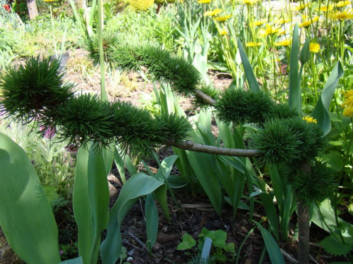 Larix decidua 'Krejčí'