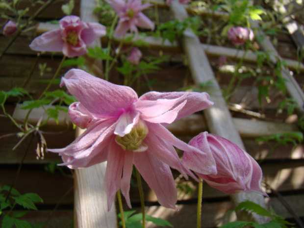 Clematis macropetala 'Markham's Pink