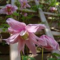 Clematis macropetala 'Markham's Pink