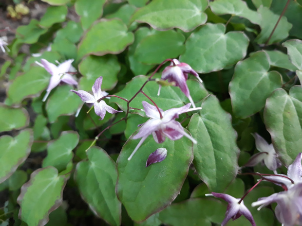 Epimedium grandiflorum 'Freya'