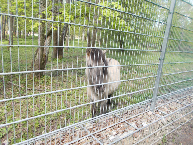 Białowieża-Hajnówka. Żubry żubrami, a ja focę tarpany bo bliżej ):-)