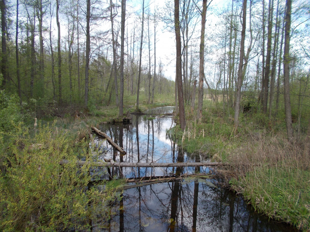 Białowieża-Hajnówka.