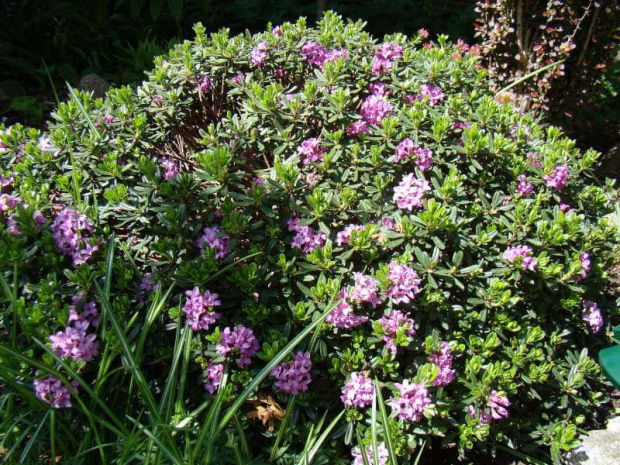 Daphne x susannae 'Tage Lundell'.