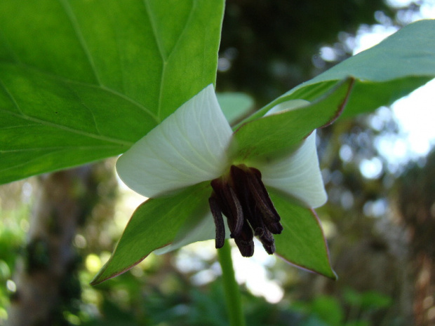 Trillium rugelii