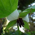 Trillium rugelii