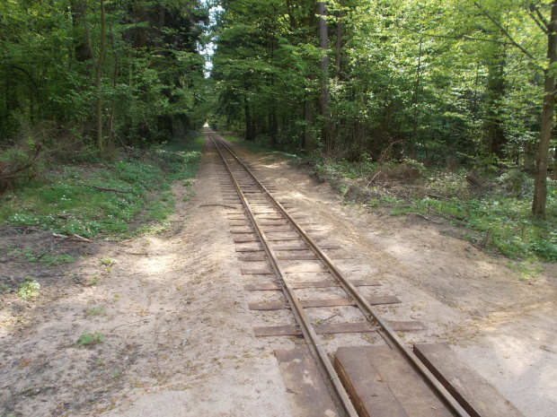 Białowieża-Hajnówka. Tor puszczańskiej kolei wąskotorowej