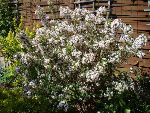 Daphne x burkwoodii 'Somerset'