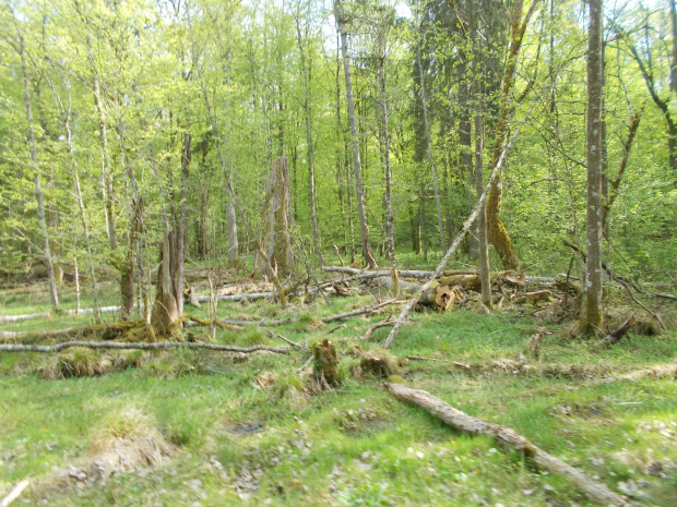 Białowieża-Hajnówka.