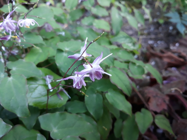 Epimedium grandiflorum 'Freya'