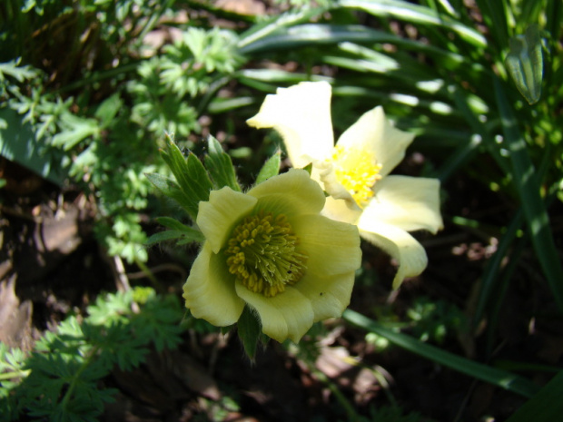 Pulsatilla albana