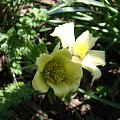 Pulsatilla albana