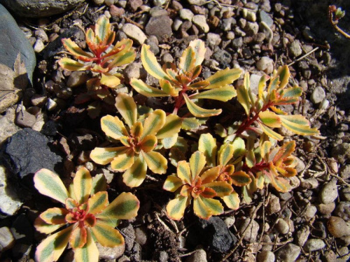 Sedum kamtschaticum 'The Edge