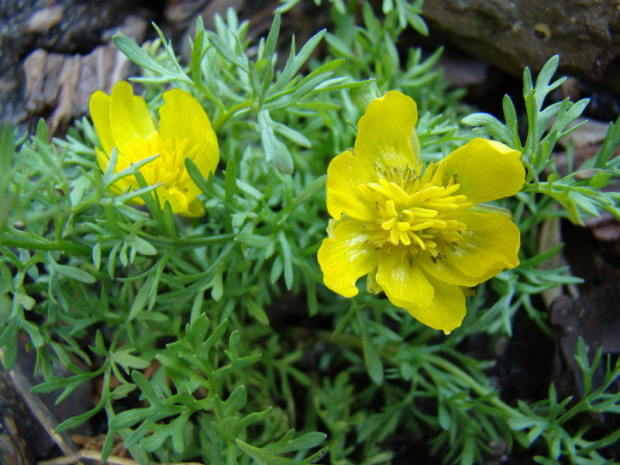 Ranunculus millefoliatus