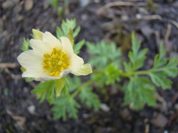 Adonis brevistyla