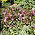 Polygala chamaebuxus var. grandiflora