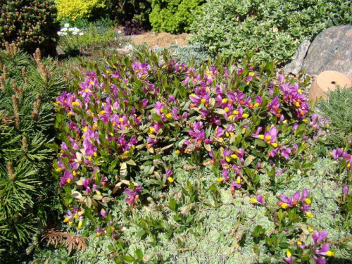 Polygala chamaebuxus var. grandiflora