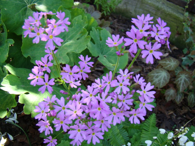 Primula cortusoides