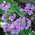 Primula cortusoides