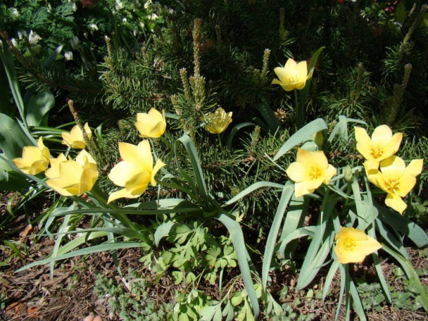 Tulipa batalinii