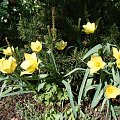 Tulipa batalinii