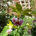 Calanthe