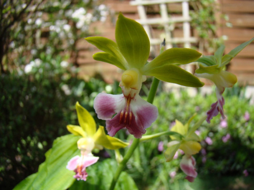 Calanthe