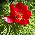 Paeonia tenuifolia