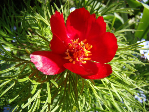 Paeonia tenuifolia