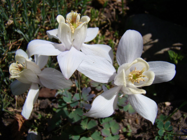 Aquilegia flabellata var. pumila 'Rosea'