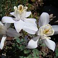 Aquilegia flabellata var. pumila 'Rosea'