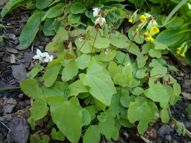 Epimedium 'Alabaster'