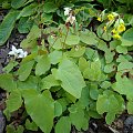 Epimedium 'Alabaster'