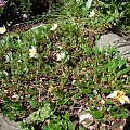 Dryas octopetala 'Minor'