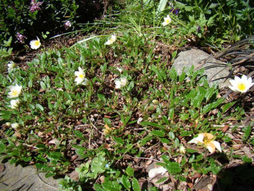 Dryas octopetala 'Minor'