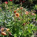 Geum 'Mai Tai'