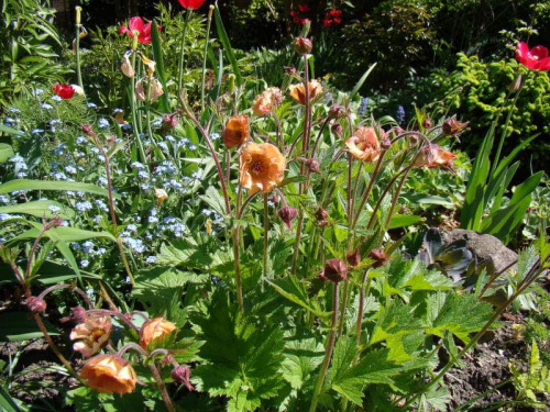 Geum 'Mai Tai'