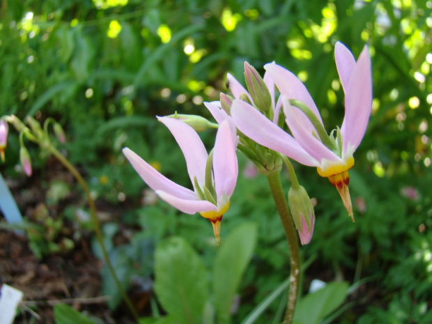 Dodecatheon meadia