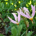 Dodecatheon meadia