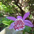 Pleione limprichtii