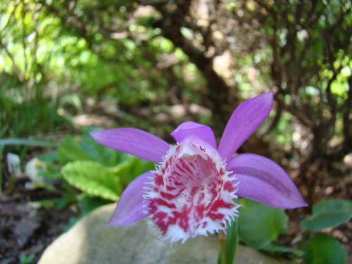 Pleione limprichtii