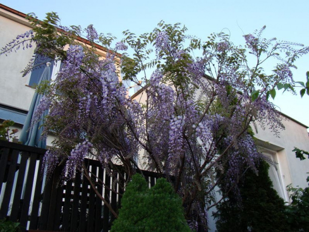 Wisteria floribunda