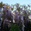 Wisteria floribunda