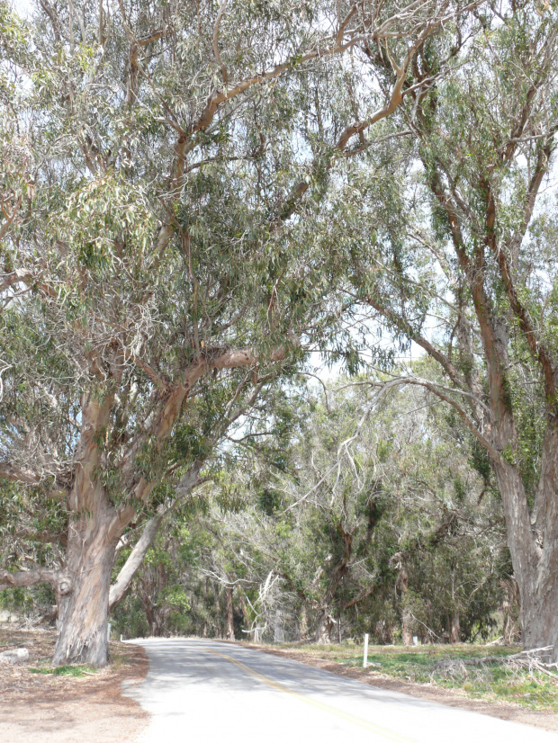eukaliptusowy las