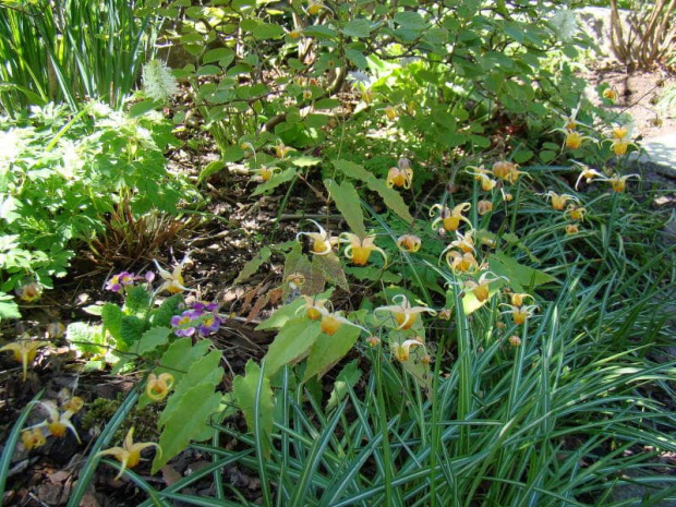 Epimedium 'Amber Queen'