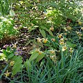 Epimedium 'Amber Queen'